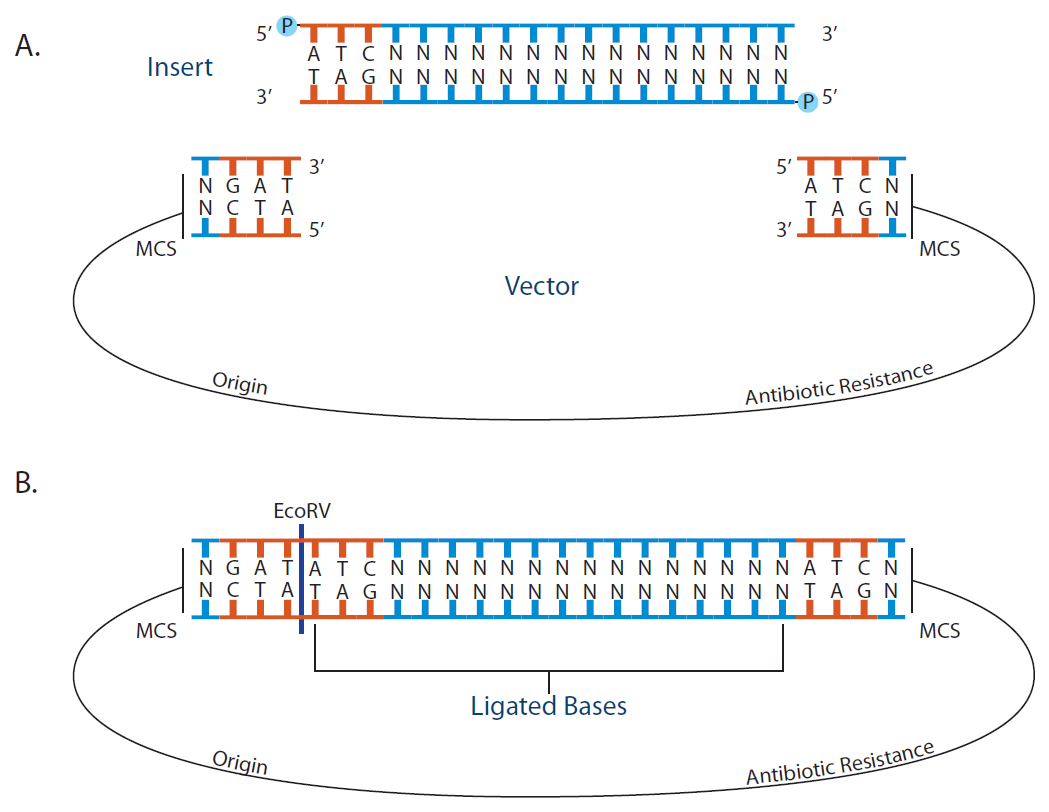 Cloning strategies, Part 3 Bluntend cloning