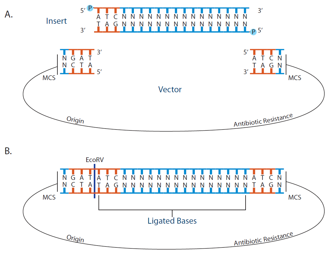 Tips For Blunt End Dna Cloning And Ligation Idt