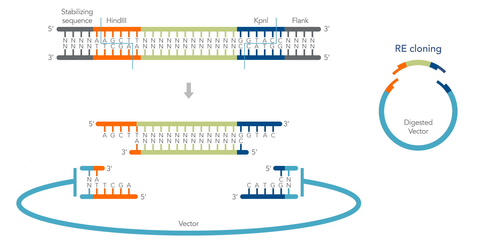 Cohesive end cloning (Cloning strategies) | IDT