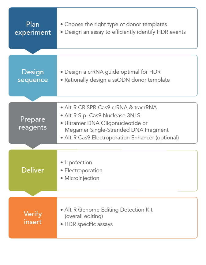 Incorporate a ssODN template into your CRISPR design for HDR applications of CRISPR.
