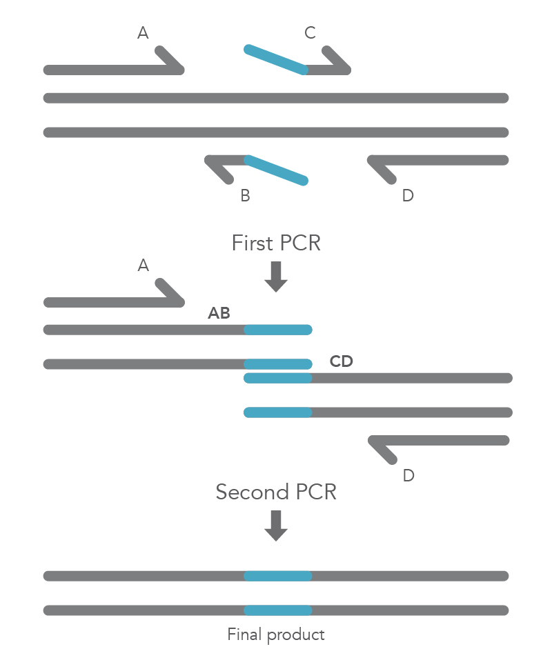 Site-directed Mutagenesis Methods | IDT