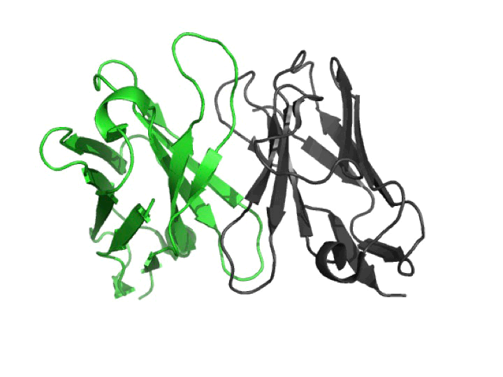 D-SB13RP-inhibrx-F1 D3.3-YR-InhibRx Fig1