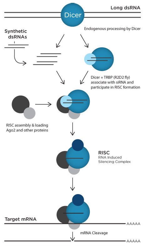 D-FG11CC-rnai-F1 dcd13_CCrnai1_092211
