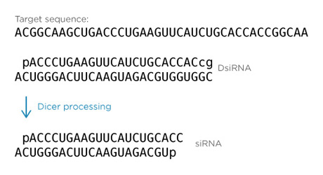 D-FG11CC-rnai-F2 dcd13_CCrnai_2