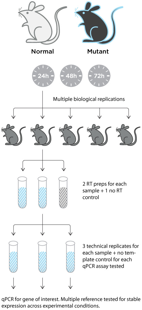 qPCR biological and technical replicates