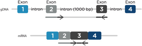 D-PCR11LT-SuccessSteps-F1 dcd13_PTsteps_fig1