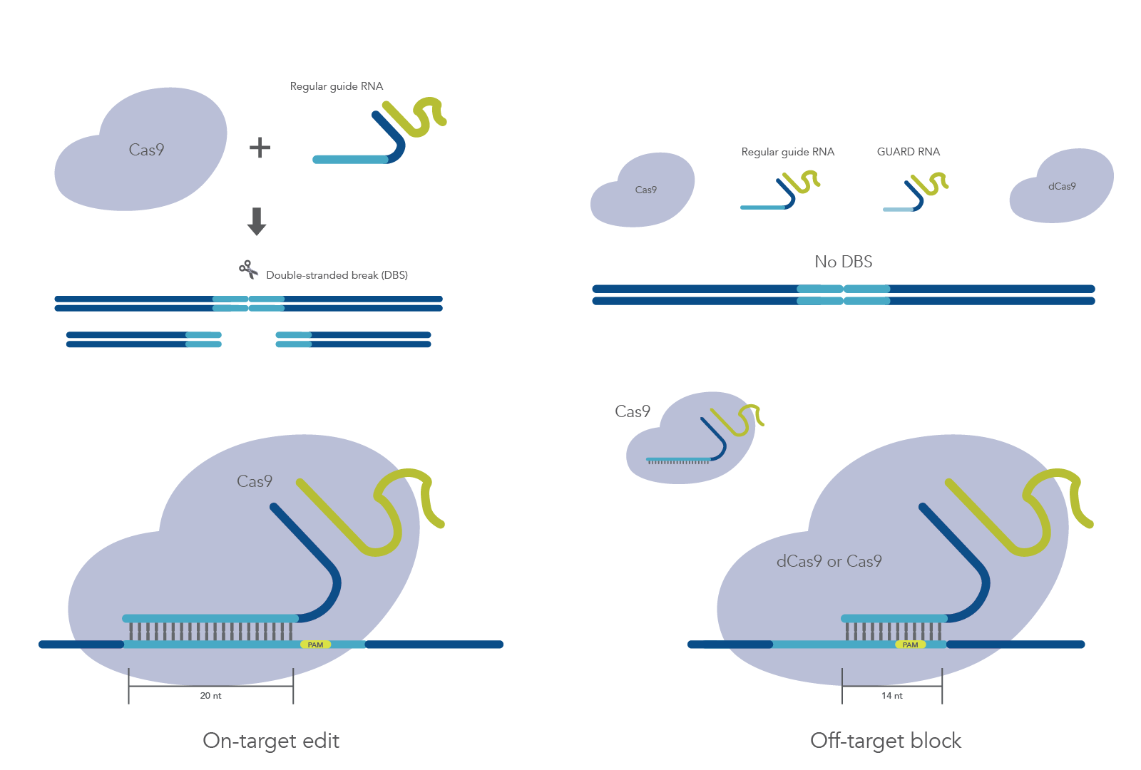CRISPR GUARD uses short gRNAs to block off-target effects in genome editing