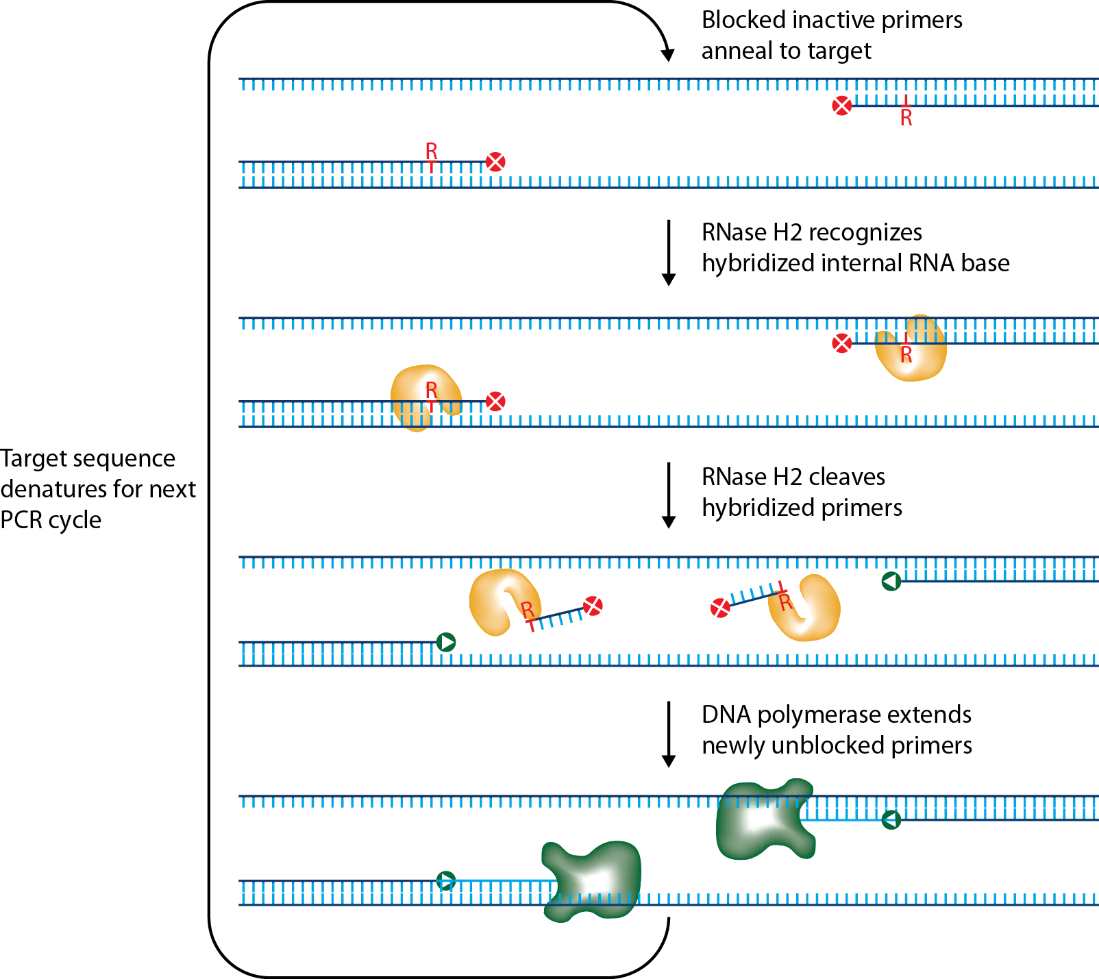 D-PCR14RP-rhpcr-F1 DO-art1-YR-rhPCR figure1 v2