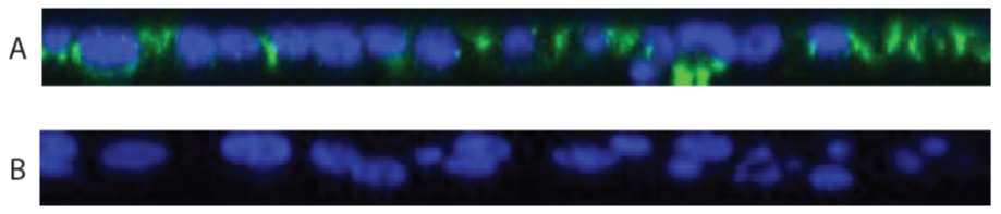 D-FG13RP-mccray-F2 DsiRNAs for CF_Fig 2