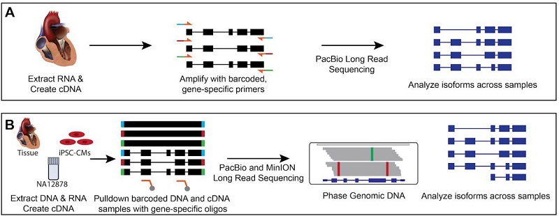 Strategies for investigating alternative splicing and phasing in cardiovascular disease genes Strategies for investigating alternative splicing and phasing in cardiovascular disease genes
