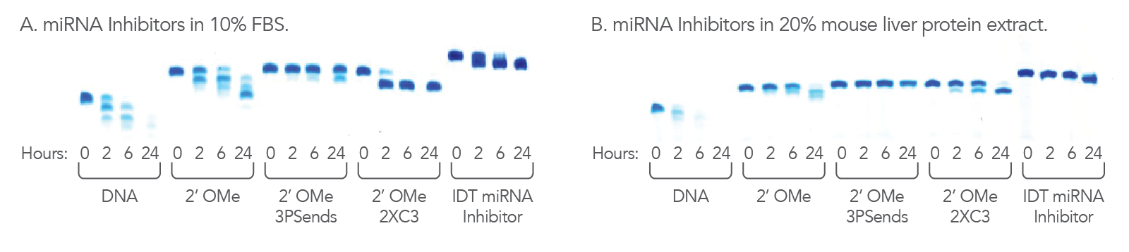 Modified miRNA Inhibitors show nuclease resistance