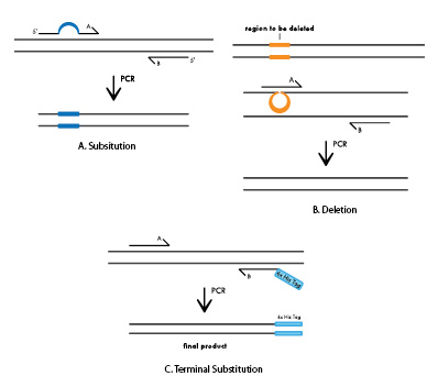 D-SB12LT-sitedirectedmut-F1 Figure 1