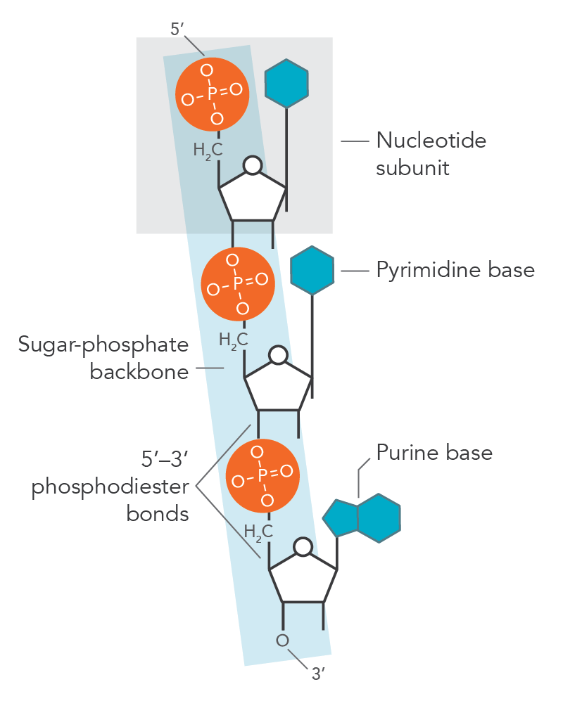 What Is A Phosphodiester Bond? | IDT