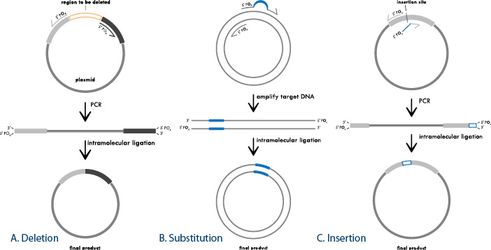D-SB12LT-sitedirectedmut-F3 Figure 3