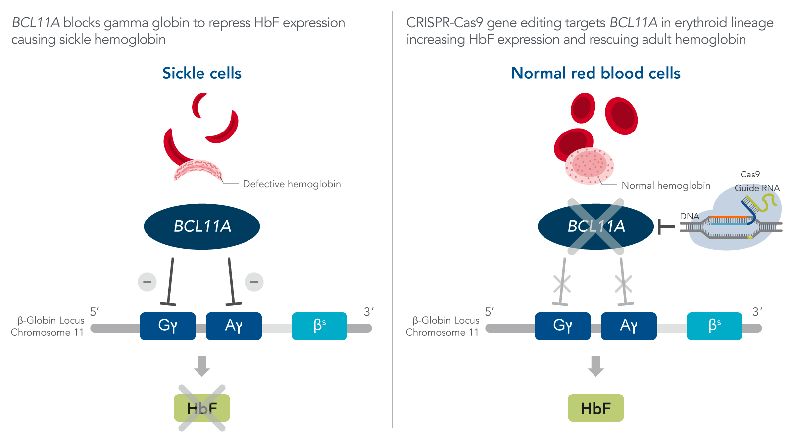 Precise Gene Editing's Impact On Sickle Cell Disease | IDT