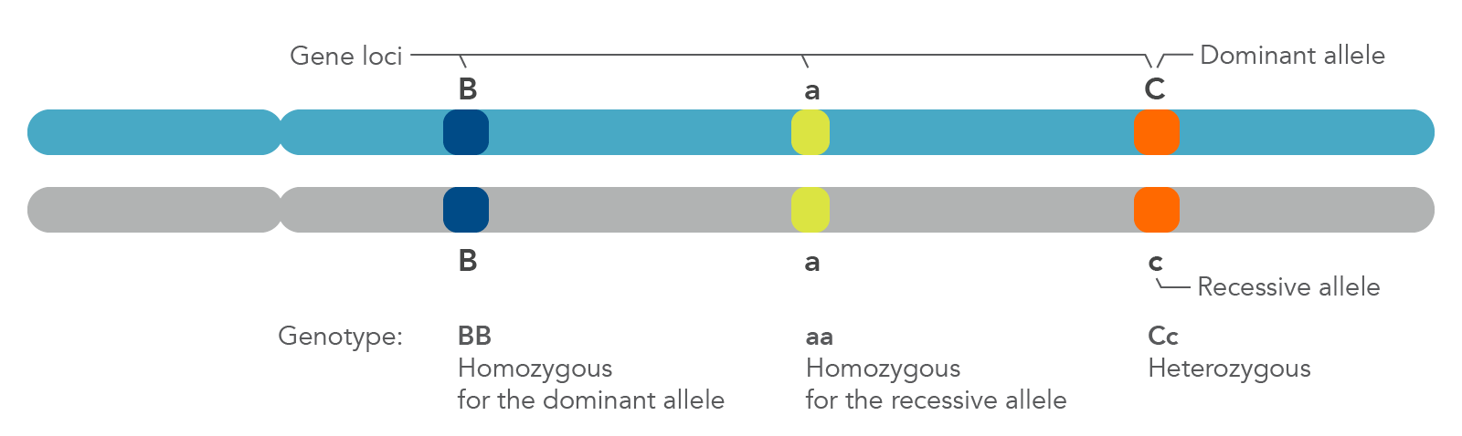 genotypes of dominant traits