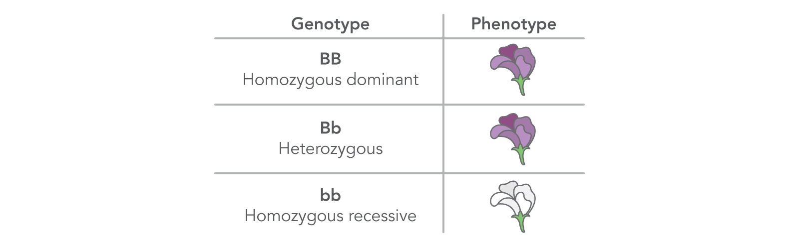 Different genotypes can result in distinct phenotypes.