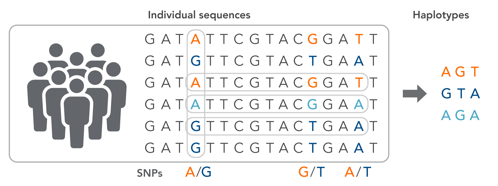 Genotyping terminology | IDT