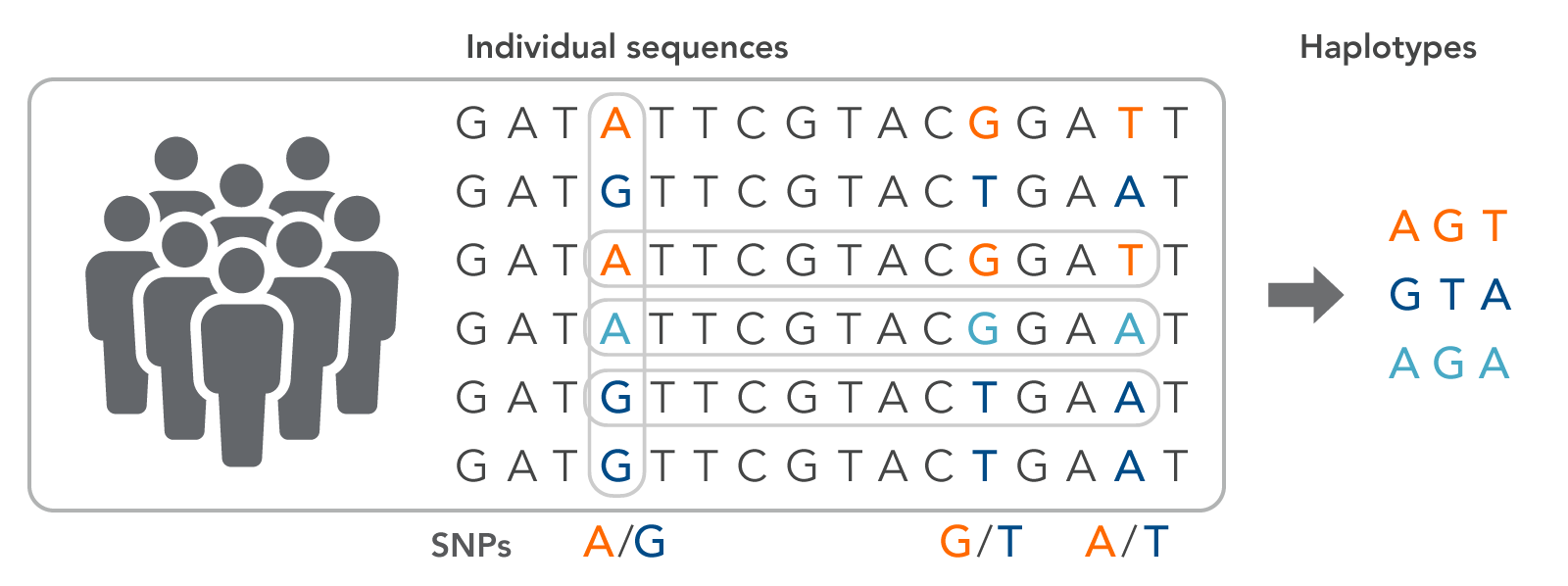 Multiple adjacent SNPs in an individual define a haplotype.