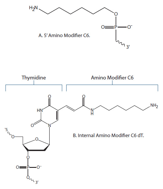amino modifiers used to attach NHS esters