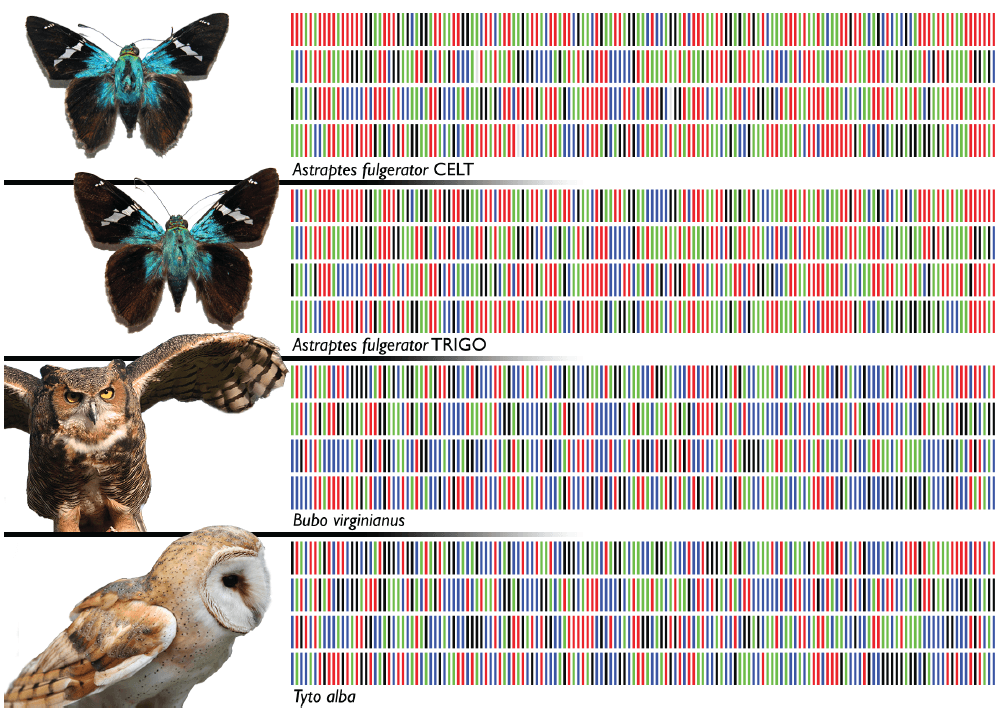 D-PCR12RP-barcodinglife-F1 YR_Barcodes for life_Fig 1