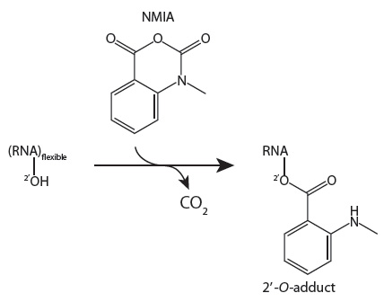 D-OLI12RP-shape-F2 YR_SHAPE_Figure 2
