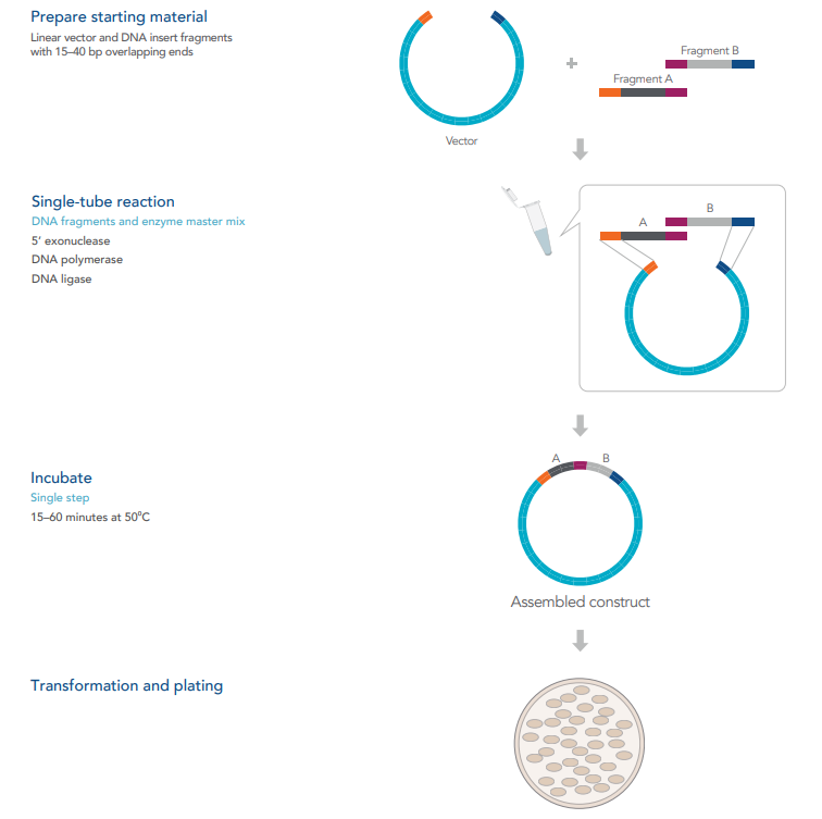 Site-directed Mutagenesis—improvements To Established Methods | IDT