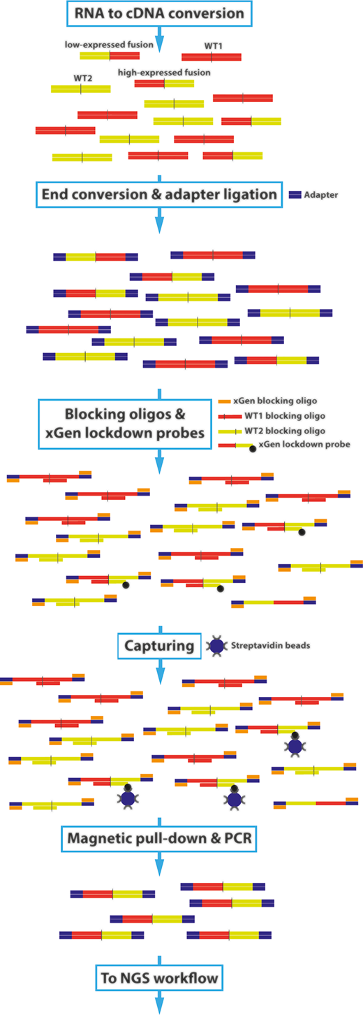 Schematic overview of the NGS MRD fusion gene detection assay