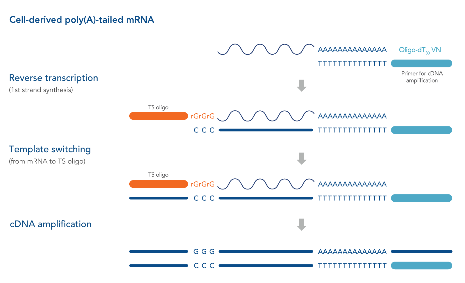 Template switching oligos (TS oligos, TSOs) for cDNA library
