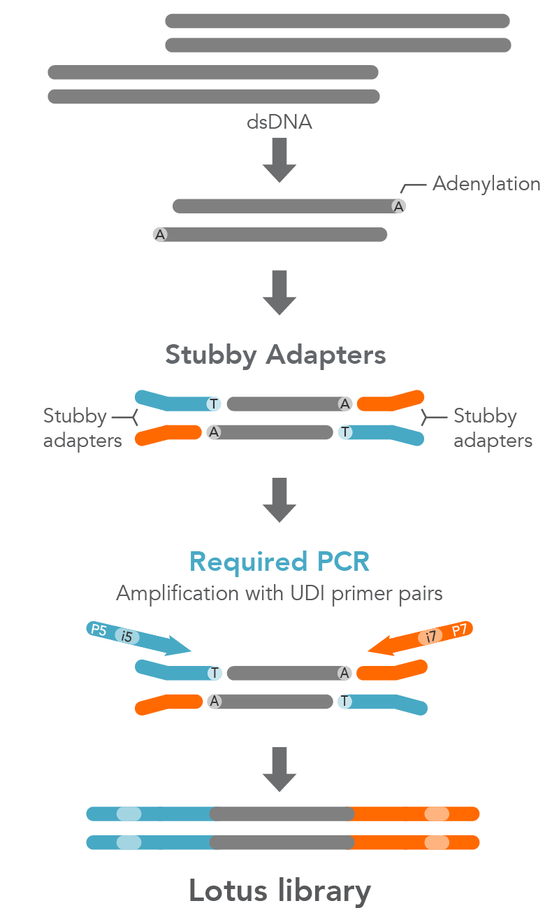 xGen Stubby Adapter workflow