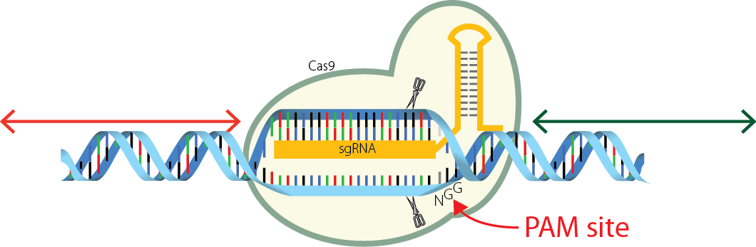 Is PAM Sequence Part Of The SgRNA Sequence Construct? | IDT