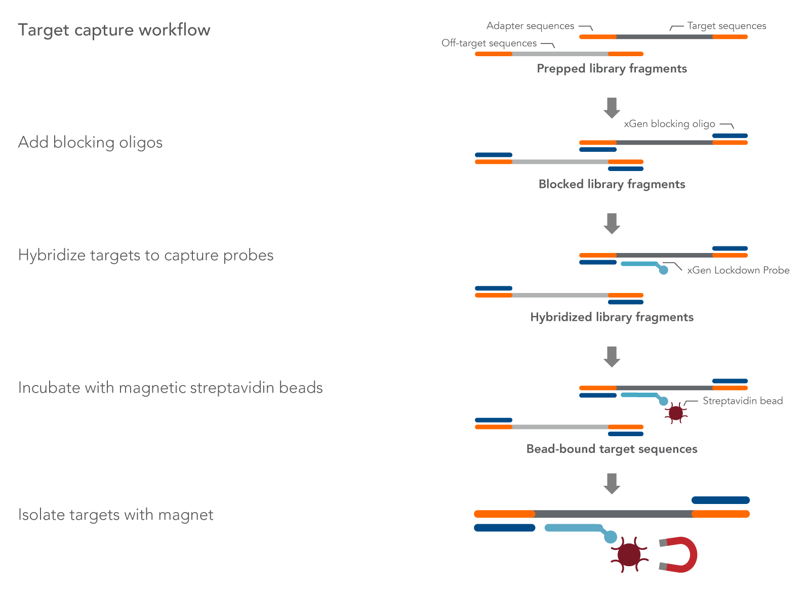 XGen NGS Hybridization Capture | IDT