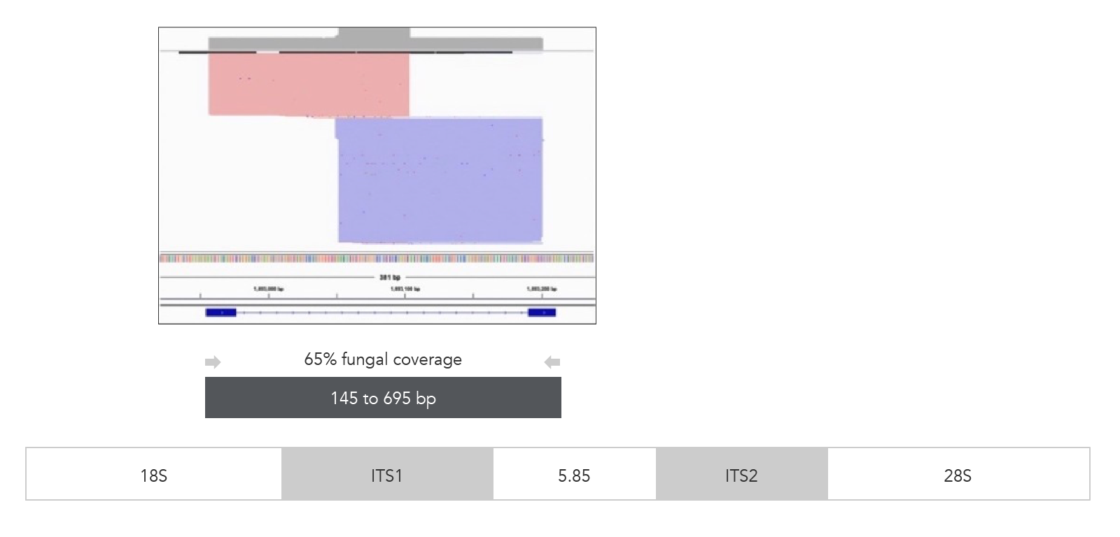 The xGen ITS1 Amplicon Panel targets the internal transcribed spacer regions of the rRNA genes