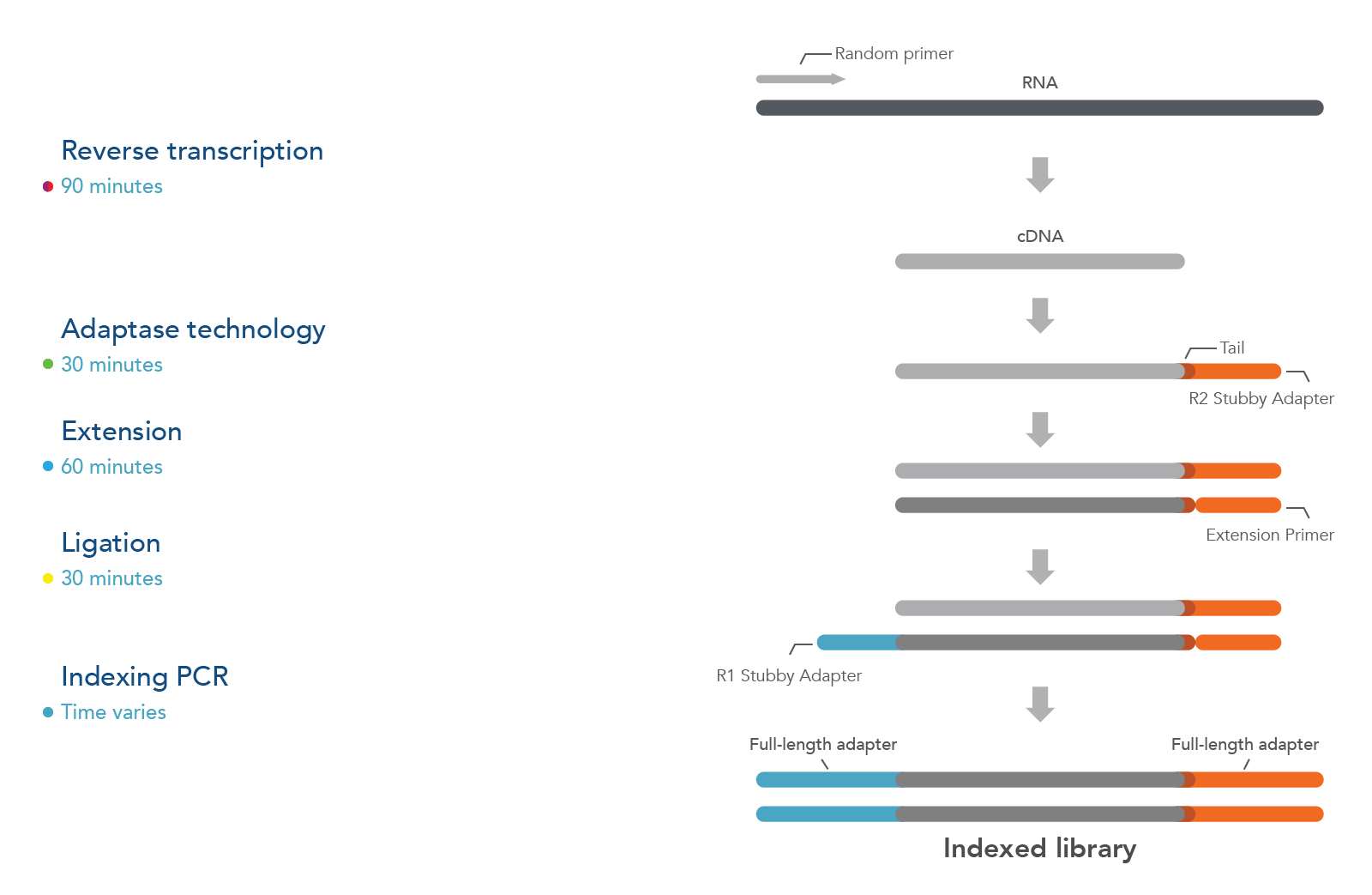Xgen Broad Range Rna Library Prep Kit Idt Xgen Broad Range Rna Library Prep Kit Idt