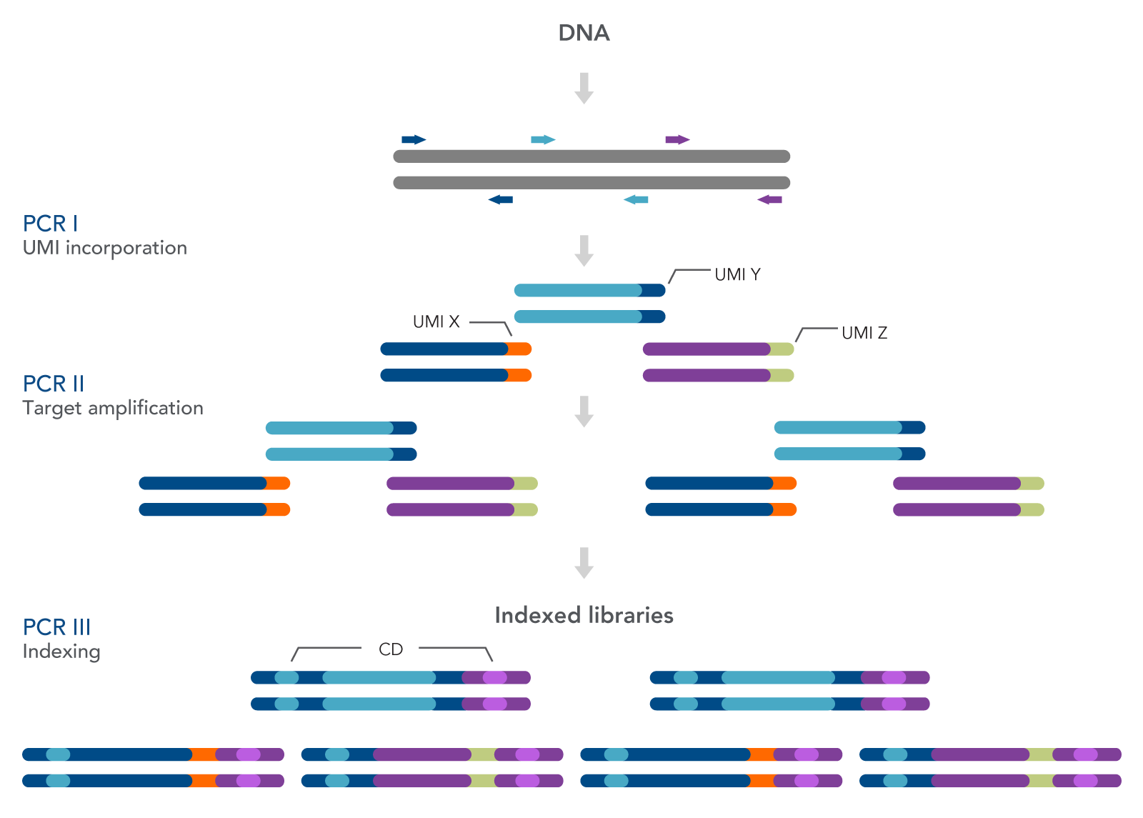 XGen HS EGFR Pathway Amplicon Panel | IDT