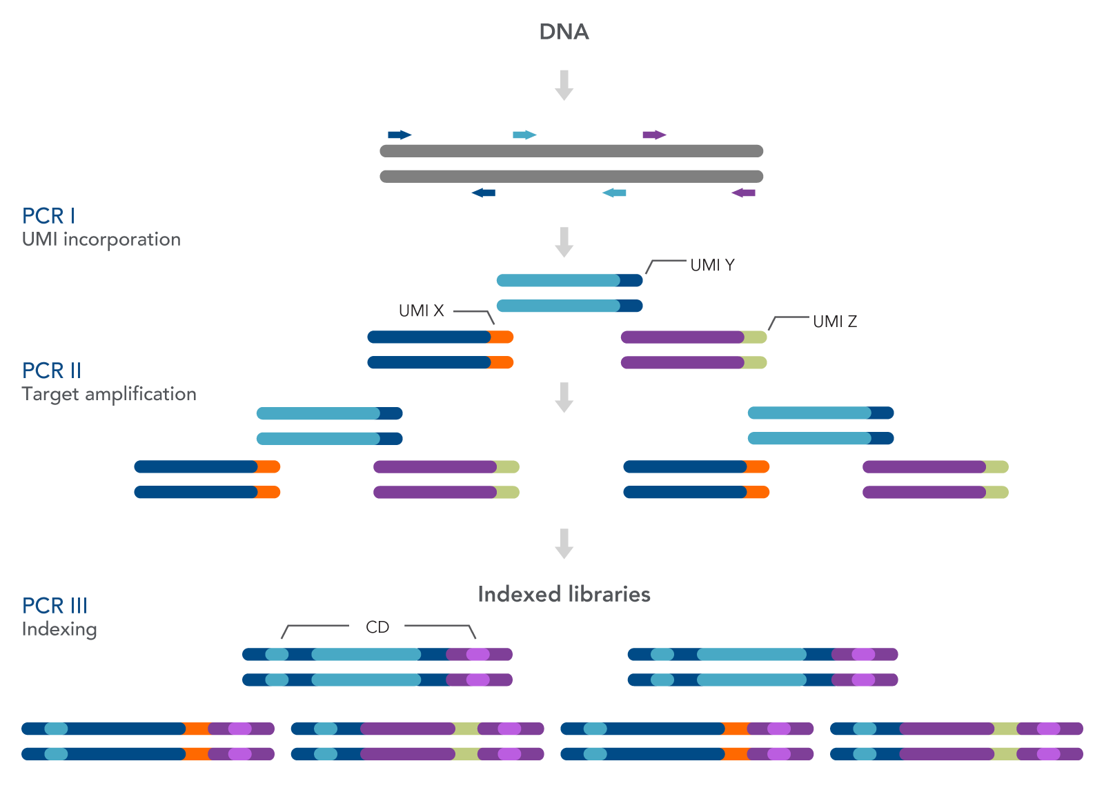 The xGen HS EGFR Pathway Amplicon Panels are used to prepare indexed Illumina®-compatible libraries from cfDNA or FFPE DNA.