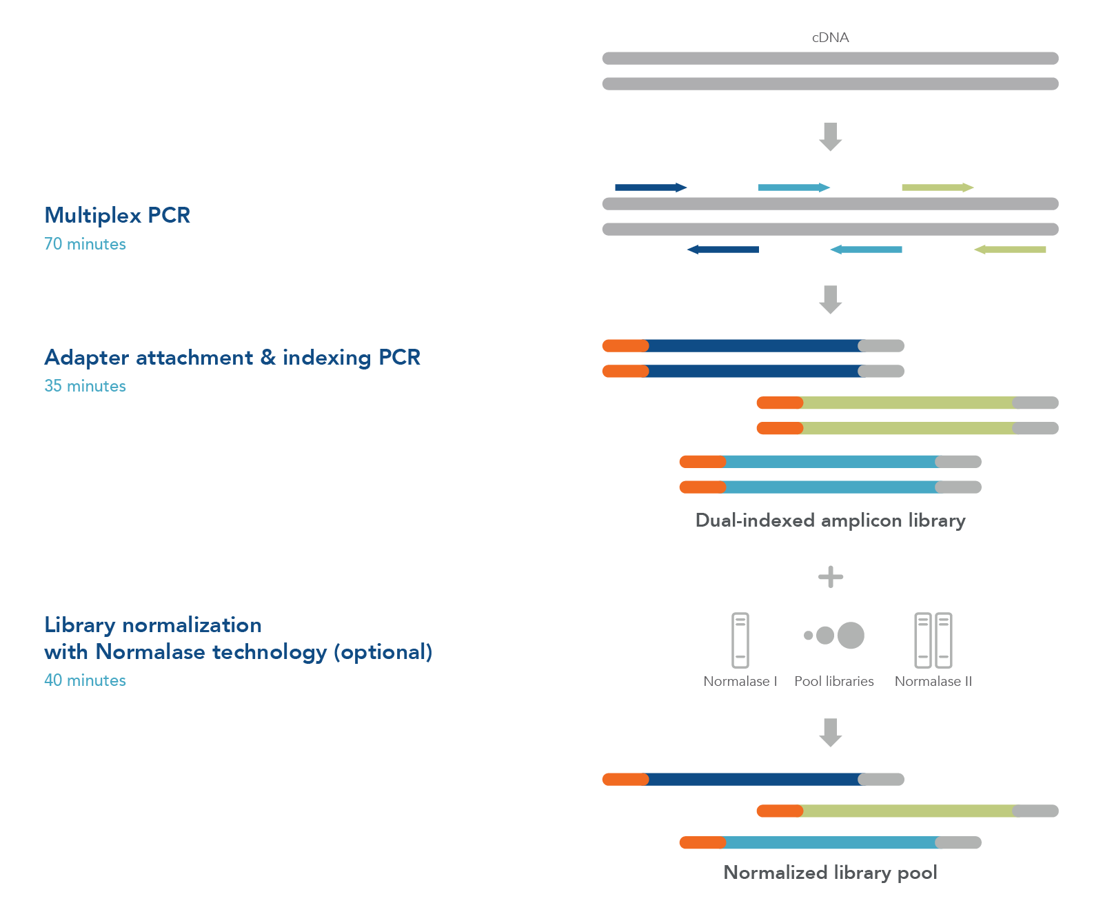One-tube workflow prepares normalized libraries from cDNA in 3 hours by replacing qPCR library quantification with Normalase technology.