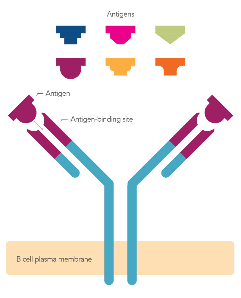22_GF_Figures_Types of Antibodies_Antibody 2