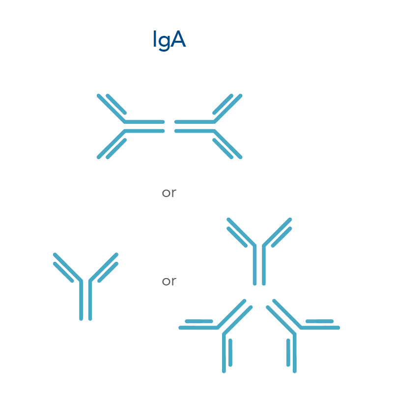 22_GF_Figures_Types of Antibodies_IgA