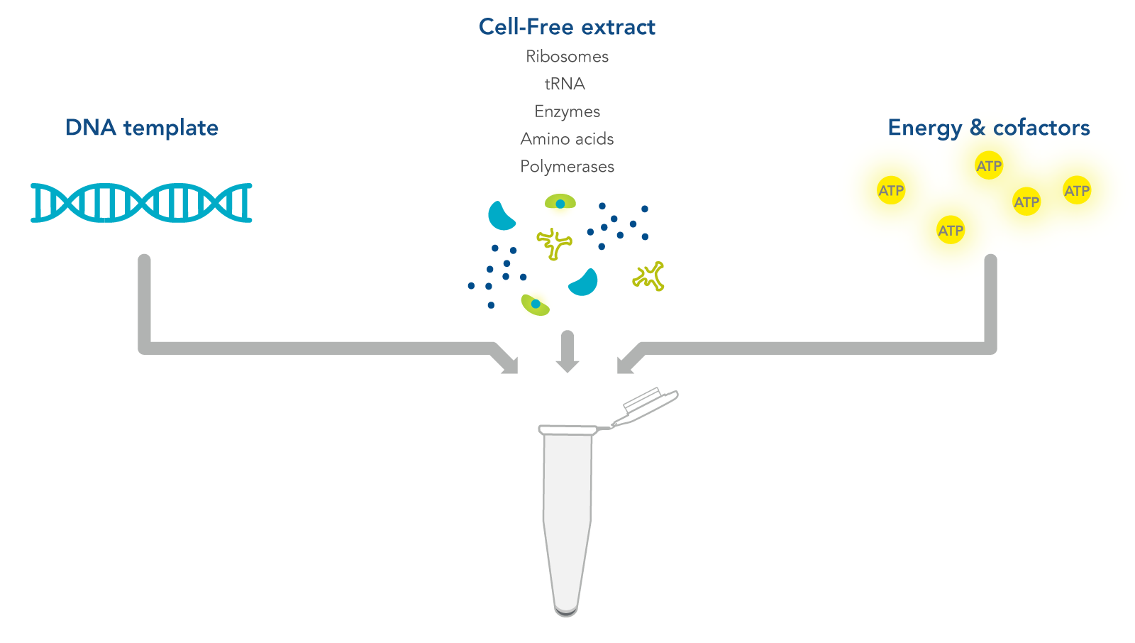 Cell Free Protein Synthesis Explained IDT Cell Free Protein Synthesis Explained IDT