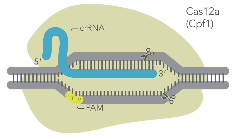 CRISPR Cas12a (Cpf1) Genome Editing System | IDT