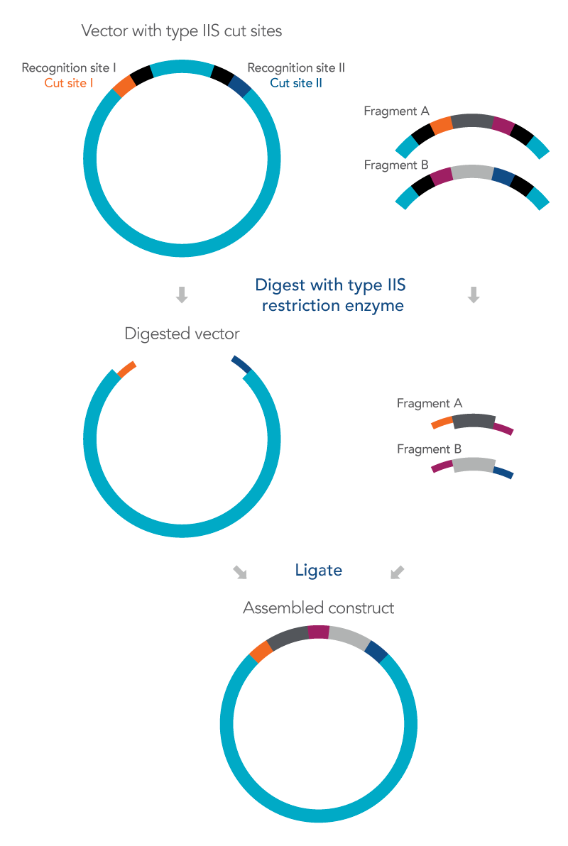 Golden-Gate-cloning-method Overview of the Golden Gate cloning method
