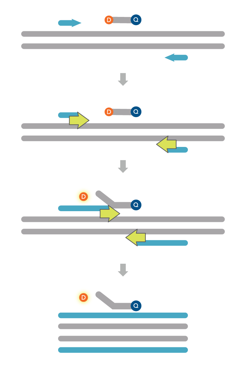 Green Dye Assay And PrimeTime Probe Assays | IDT