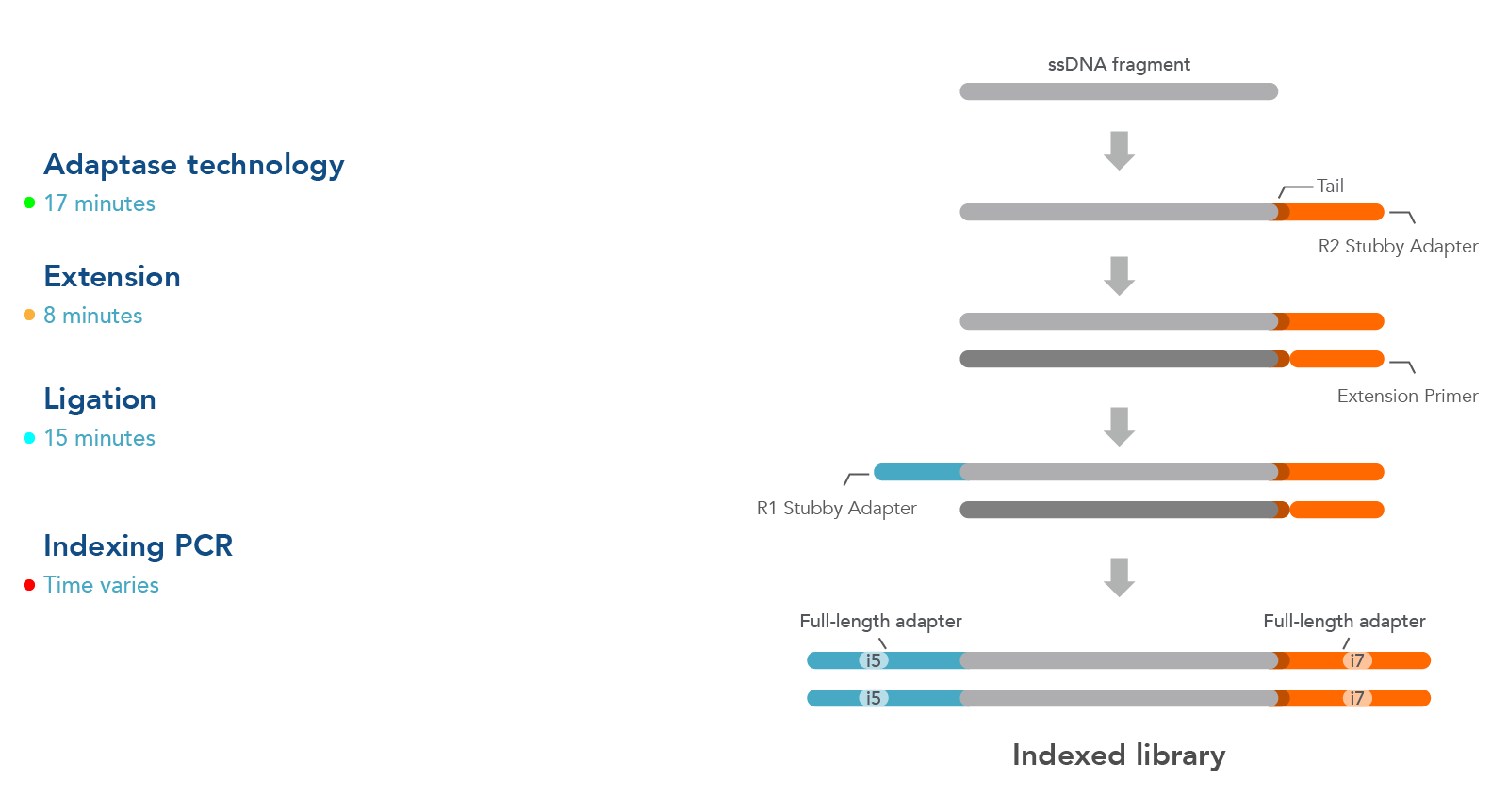 XGen SsDNA & Low-Input DNA Library Prep Kit | IDT