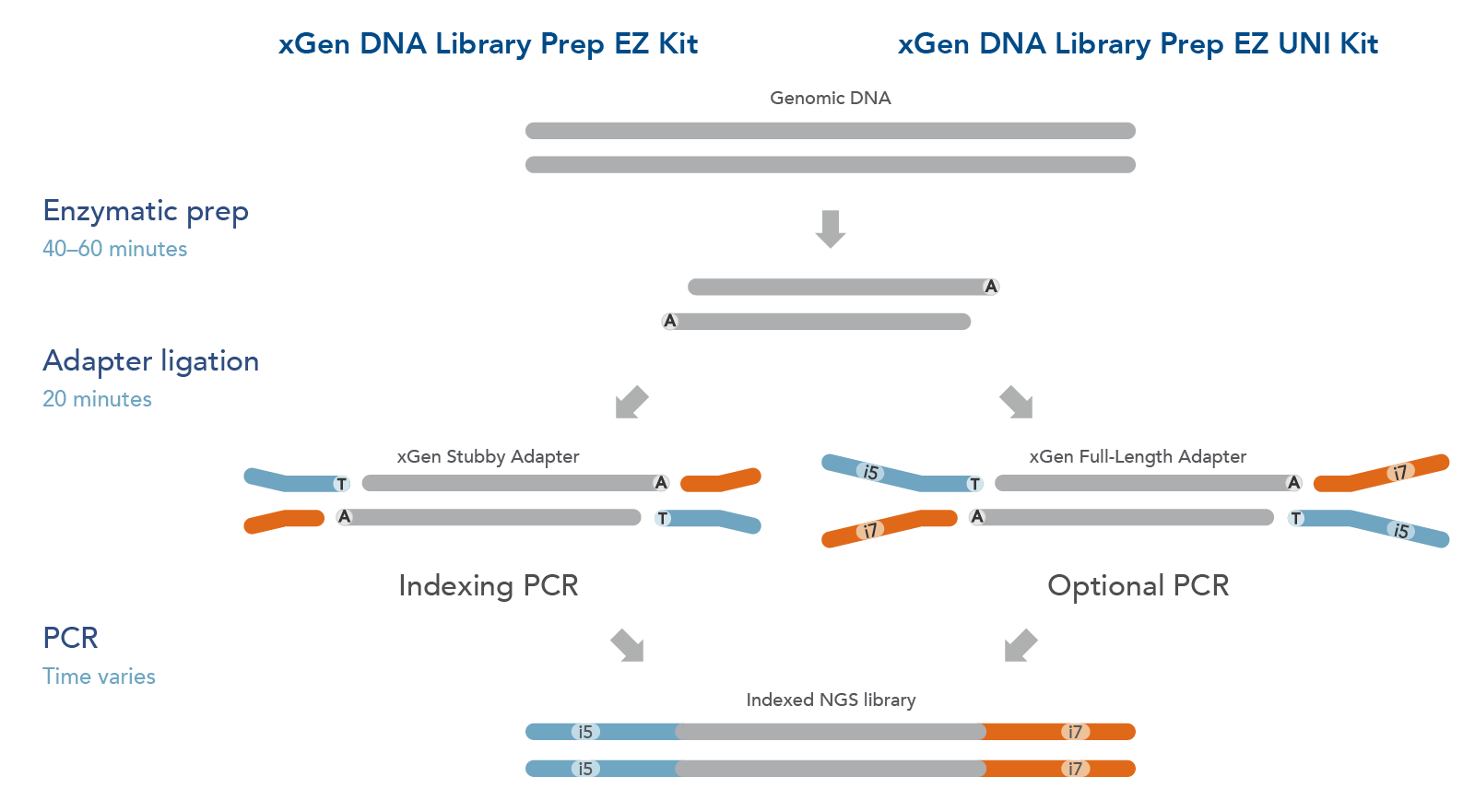 Generate NGS libraries with the xGen DNA Library Prep EZ with or without PCR amplification.