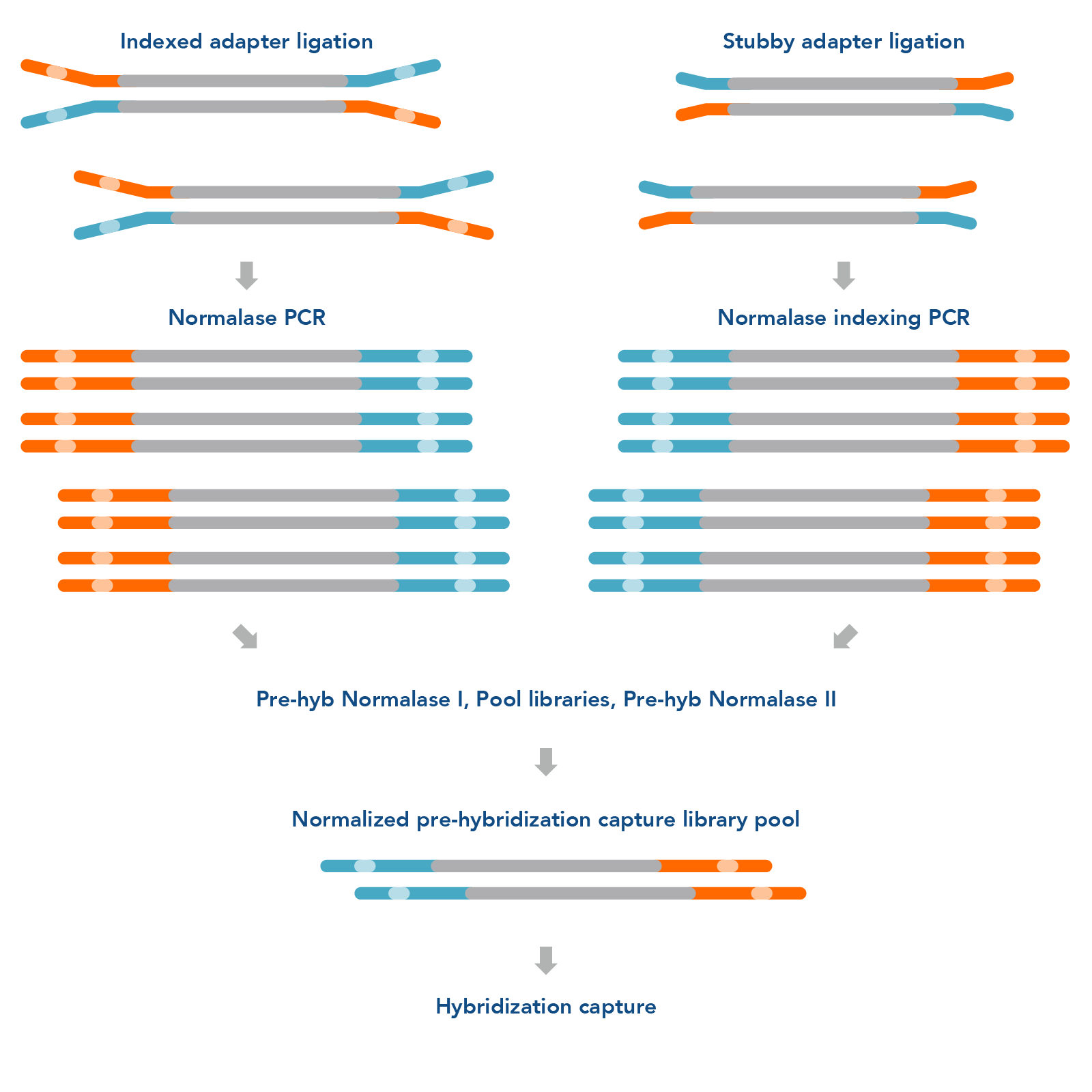 xGen Pre-Hybridization Capture Normalase Module workflow