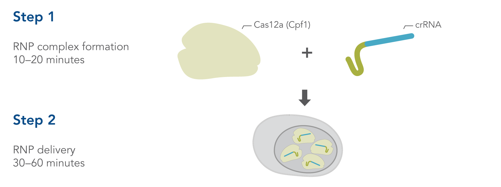 CRISPR Cas12a workflow