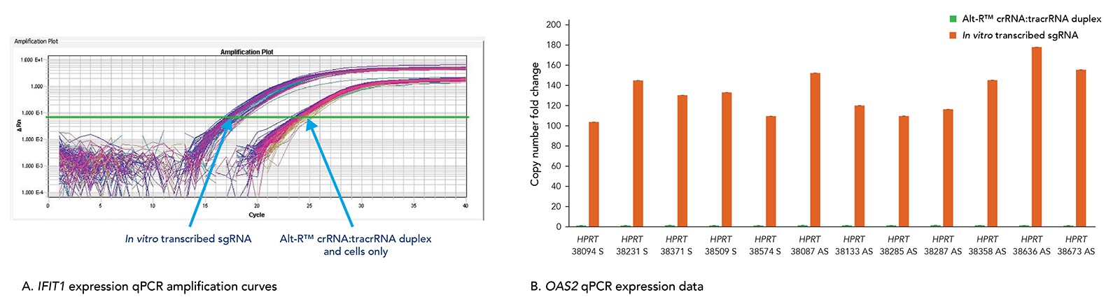 Alt-R CRISPR-Cas9 System does not trigger a cellular immune response.