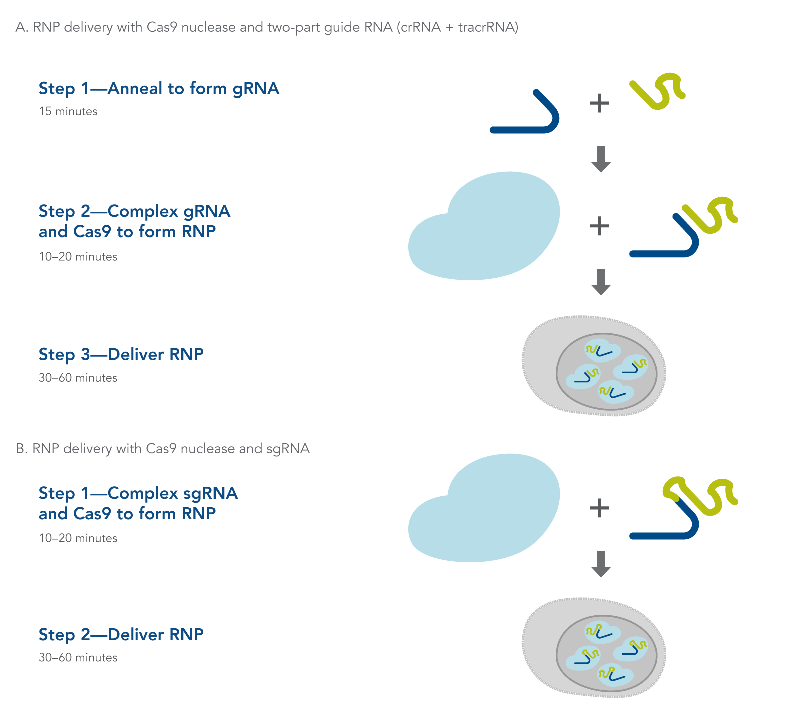 Transfection of ribonucleoprotein in CRISPR experiments (2-part gRNA and sgRNA)