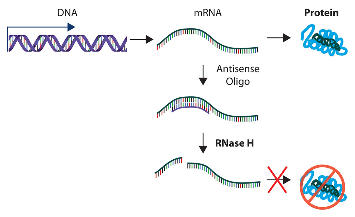 Antisense Oligos